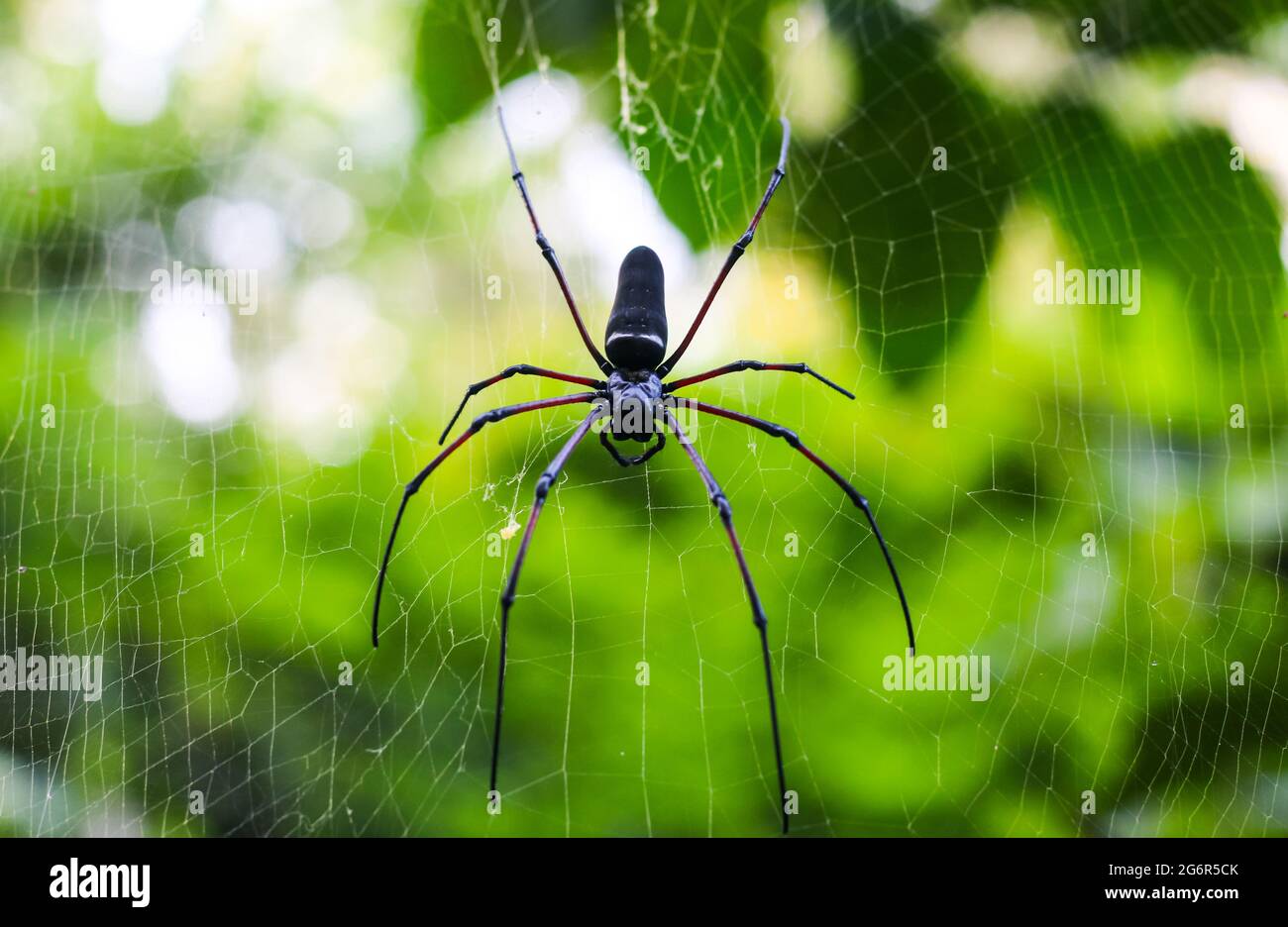 Spider sitzt auf dem Netz mit grünem Hintergrund für Tapete. Spinnenjagd auf Spinnennetz. Stockfoto
