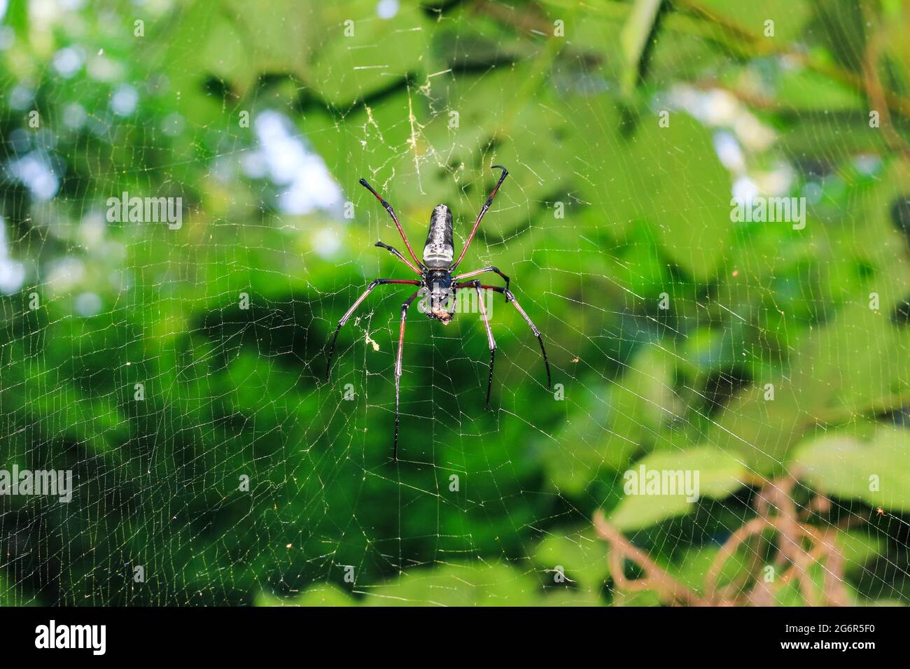 Spider sitzt auf dem Netz mit grünem Hintergrund für Tapete. Spinnenjagd auf Spinnennetz. Stockfoto