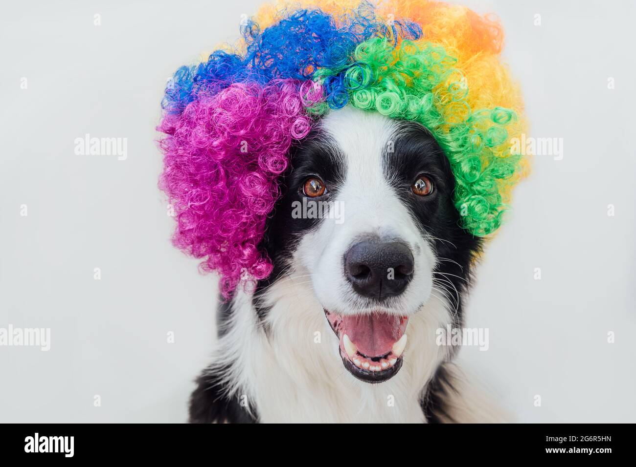 Niedlicher Welpe Hund mit lustigen Gesicht Grenze Collie trägt bunte Locken Clown Perücke isoliert auf weißem Hintergrund. Lustiges Hundeportrait im Clown Kostüm in Stockfoto