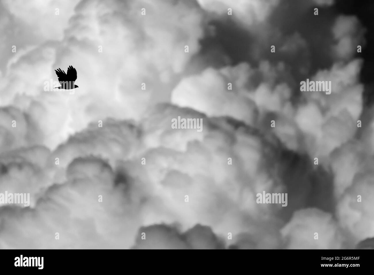 Greifvögel fliegen in der Nähe der bedrohlichen Wolken Stockfoto