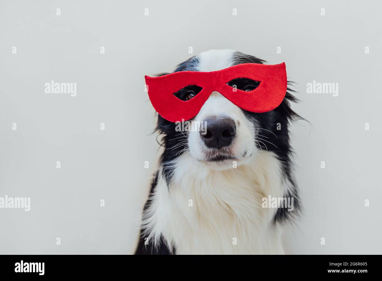 Lustige Porträt von niedlichen Hund Grenze Collie im Superhelden Kostüm isoliert auf weißem Hintergrund. Welpen tragen rote Superhelden Maske an Fasching oder halloween Stockfoto