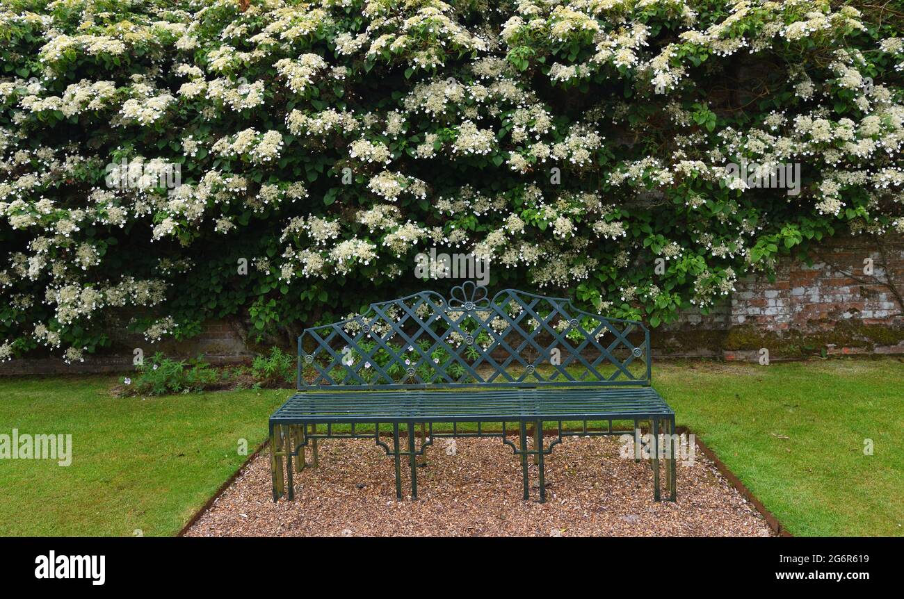 Weiß blühende Kletterhortensie und schmiedeeiserner Gartensitz. Stockfoto