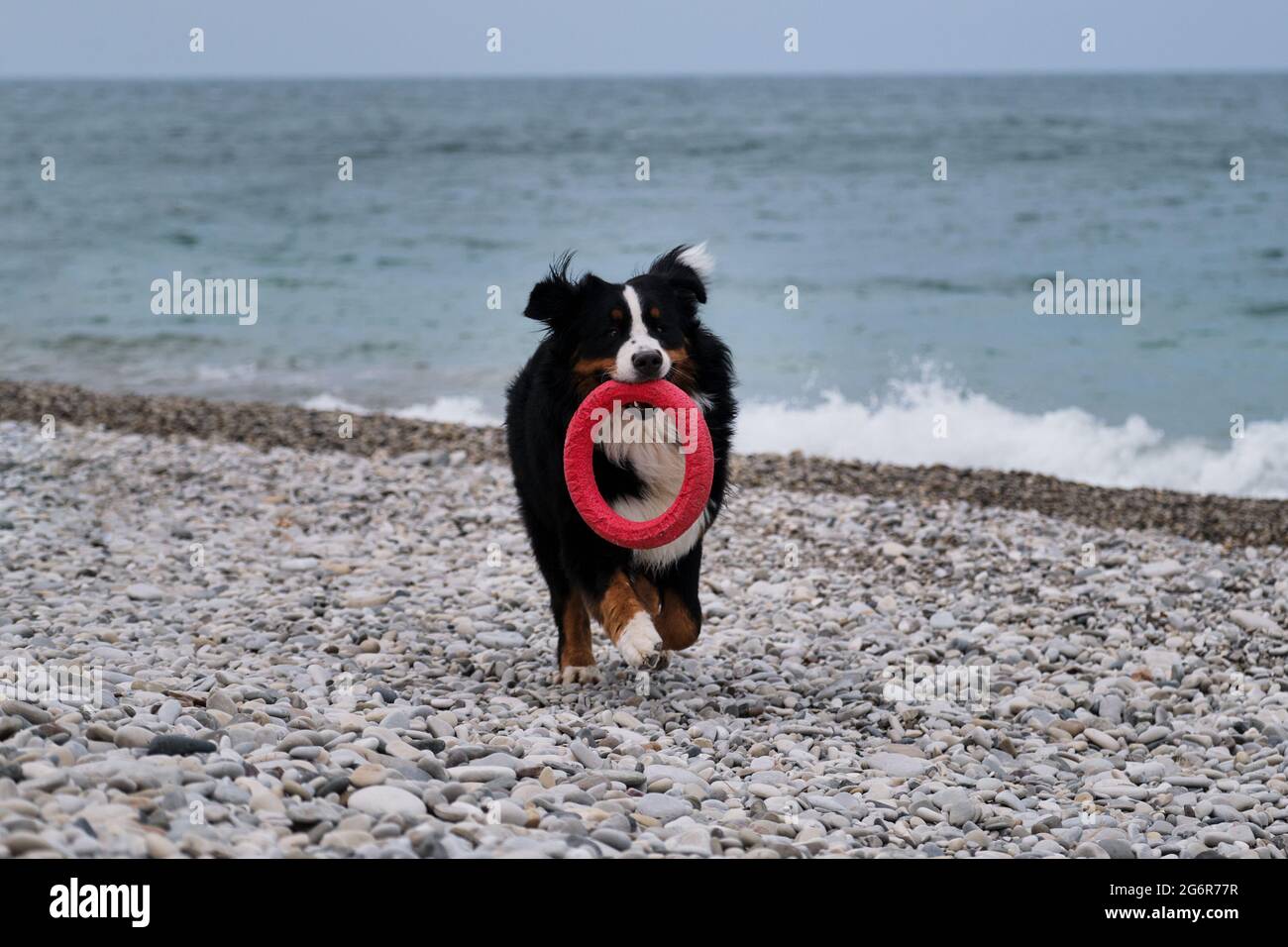 Der charmante Berner Sennenhund verbringt seinen Urlaub auf dem Meer und genießt das Leben. Hund läuft am Kiesstrand entlang und spielt fröhlich mit rotem Spielzeugring. Aktives Spiel Stockfoto