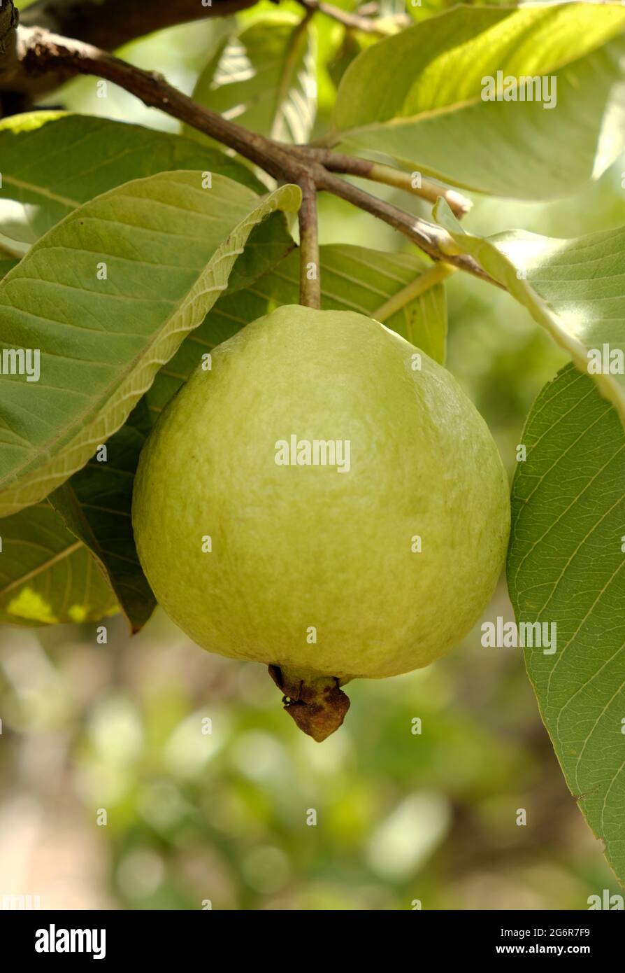 Guava Tropische Früchte hängen in der Erntezeit in der indischen Landwirtschaftsfarm am Baum. Stockfoto