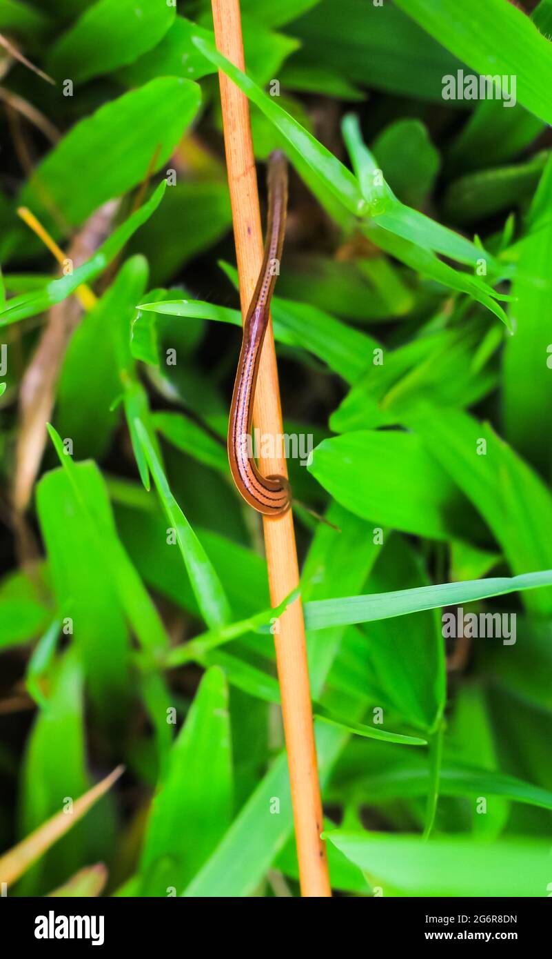 Leech Closeup im grünen Gras im Sommer.Behandlung mit Blutegeln.die Verwendung von medizinischen Blutegeln. Die Sitzungen der Hirudotherapie. Blutsauger oder Lauch. Stockfoto