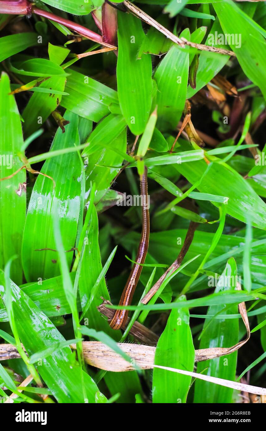 Leech Closeup im grünen Gras im Sommer.Behandlung mit Blutegeln.die Verwendung von medizinischen Blutegeln. Die Sitzungen der Hirudotherapie. Blutsauger oder Lauch. Stockfoto