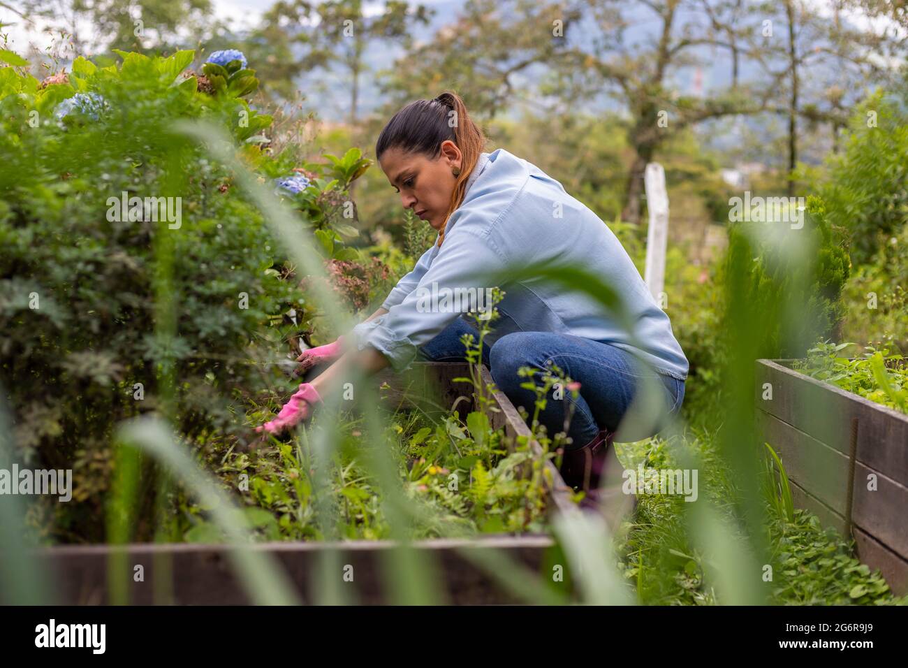 Frau bereitet ihren Gemüsegarten für die Pflanzung von Setzlingen vor. Stockfoto