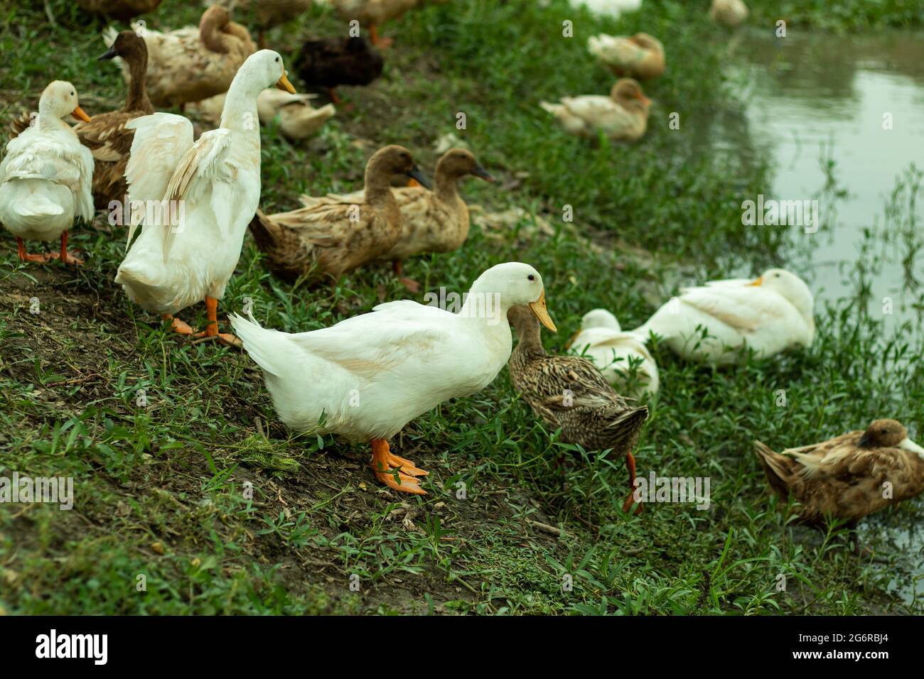 Eine Herde weißer und grauer Enten läuft im Wasser und auf dem Boden auf der Suche nach Nahrung Stockfoto