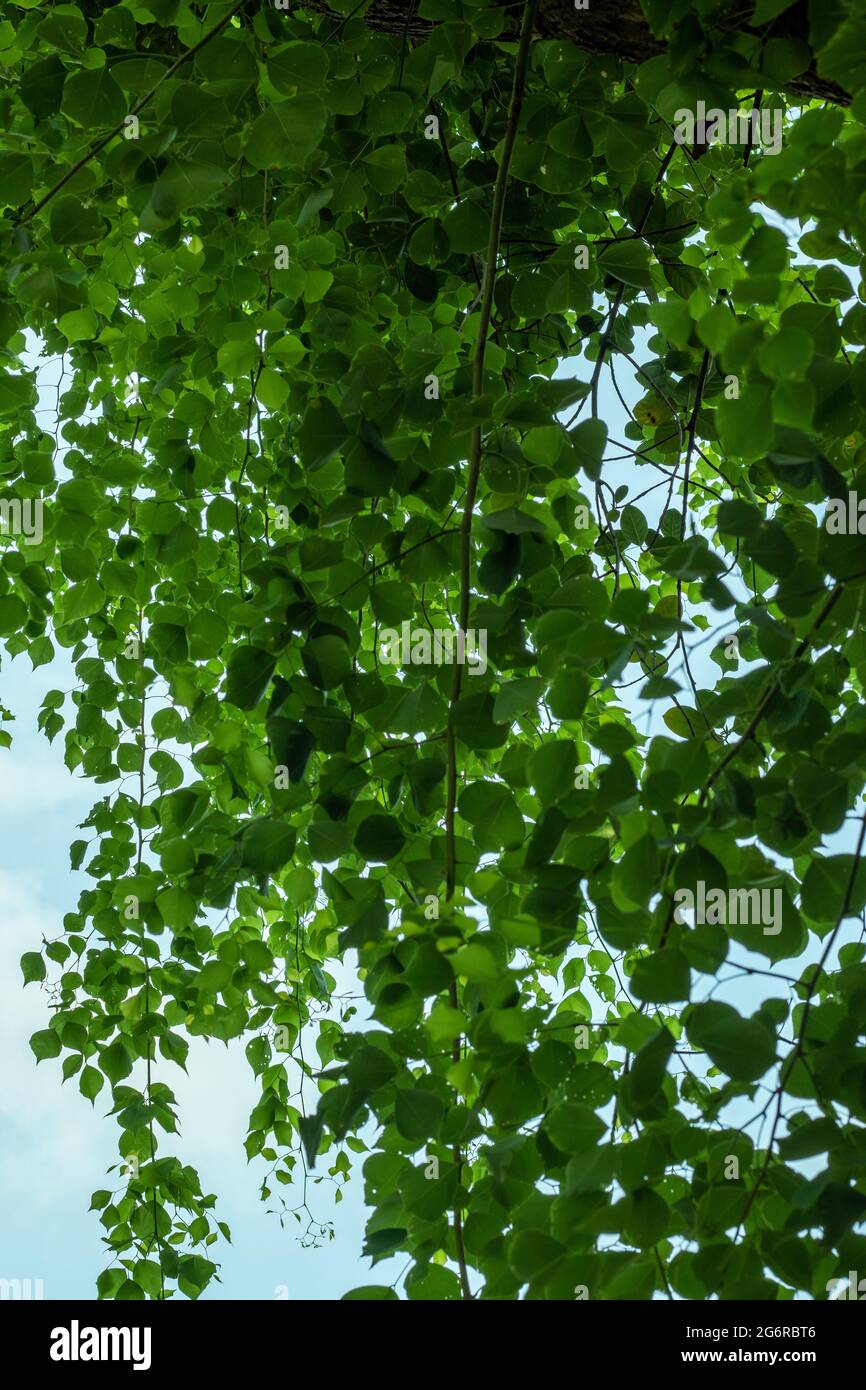 Geschmückt hängen so viele kleine grüne Blätter auf dem Baum darüber Stockfoto