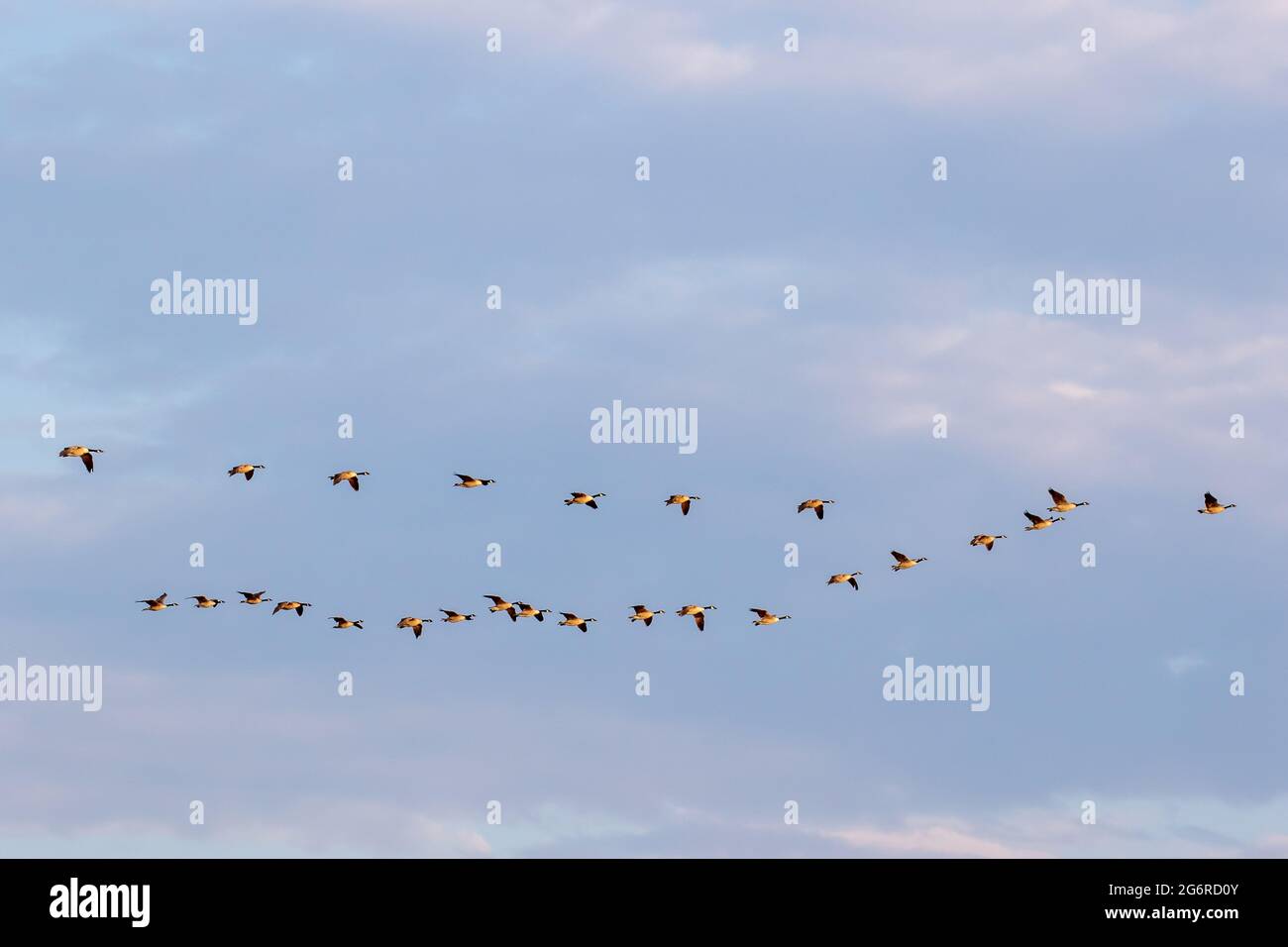 Ein großer Schwarm kanadagänse fliegt über dem Himmel, beleuchtet von der aufgehenden Sonne Stockfoto