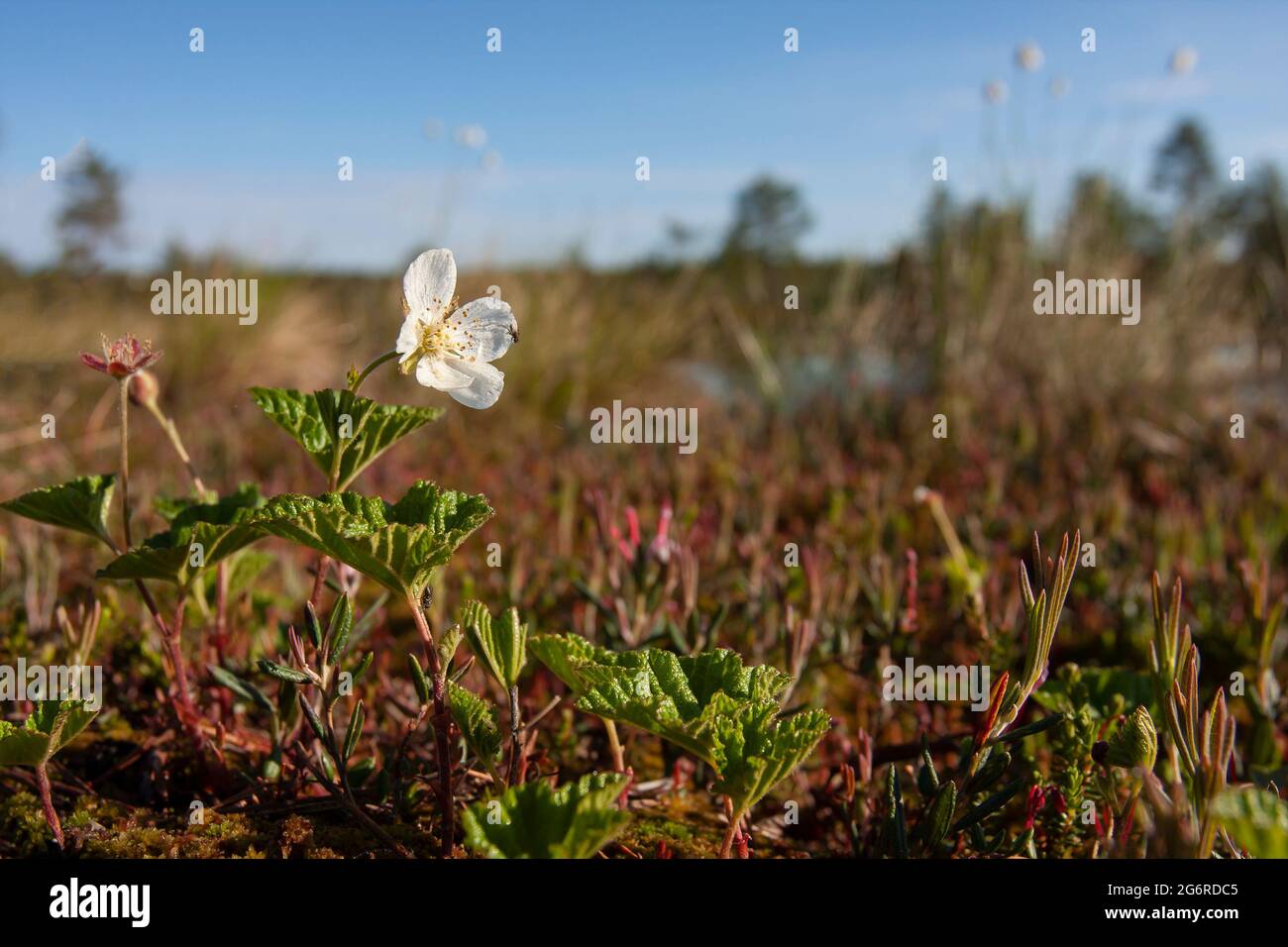 Blühende Nebelbeere (Rubus chamaemorus) in ihrem Lebensraum im estnischen Moor Stockfoto