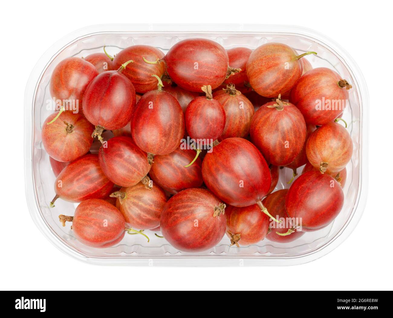 Rote Stachelbeeren in einem Plastikbehälter. Frische und reife Beeren, Früchte von Ribes uva-Crispa, auch europäische Stachelbeere, mit einem süßsauren Geschmack. Stockfoto