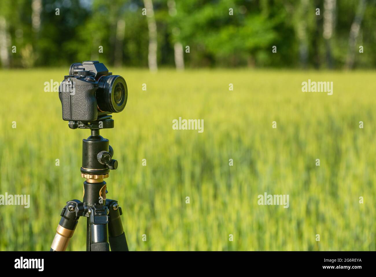 Eine Kamera mit einem Objektiv auf einem Stativ, bereit für Fotos oder  Videos in der Natur. Fotografieren und Filmen von Landschaften, Wildtieren.  Hochwertige Fotos Stockfotografie - Alamy