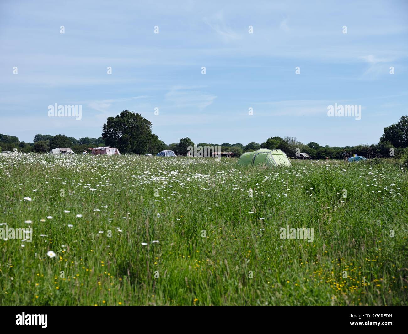Der Campingplatz und die Zelte und die Sommerwiesen mit Wildblumen in der rauhen Landschaft des Knepp Estate in West Sussex England 2021 Stockfoto