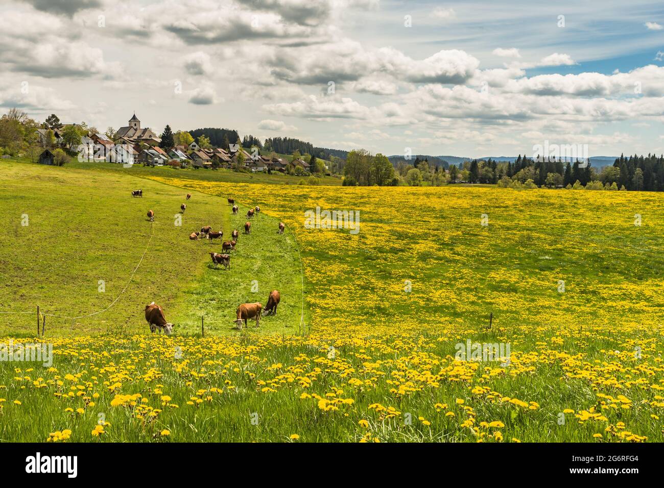 Blühende Elendswiese und Weide mit Blick auf das Dorf Breitnaus, Schwarzwald, Baden-Württemberg, Deutschland Stockfoto