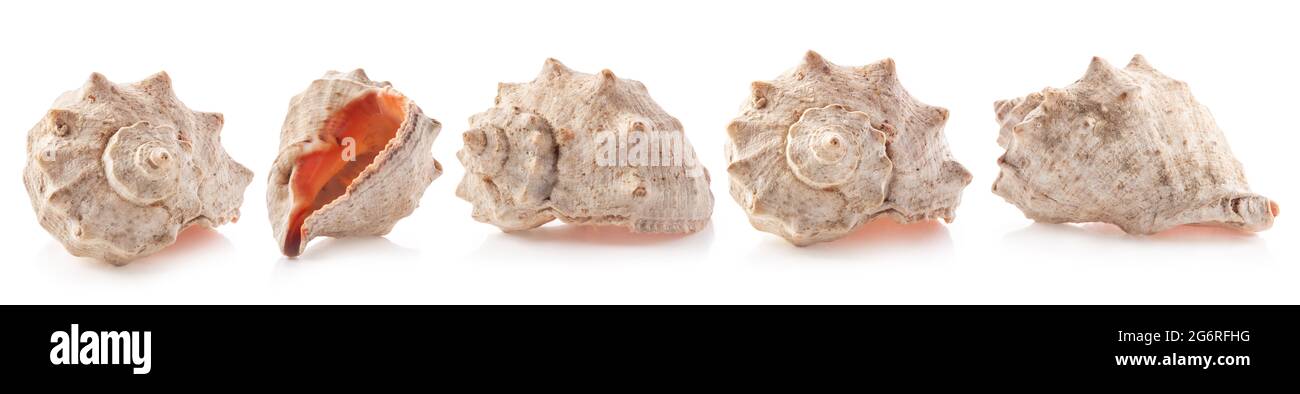 Sammlungen von Meeresmuscheln isoliert auf Weiß Stockfoto
