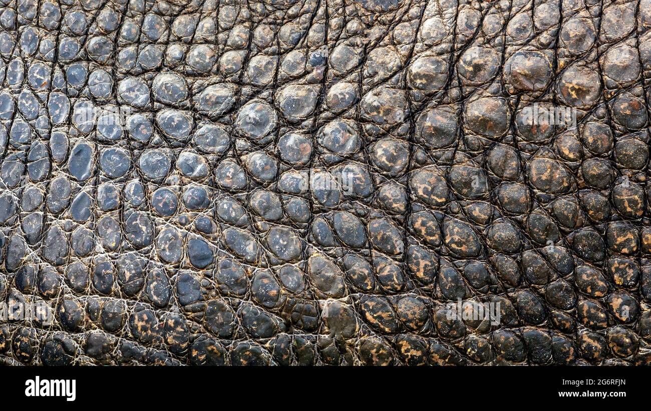 Nahaufnahme der Hintergrundstruktur von rauer Alligatorhaut Stockfoto