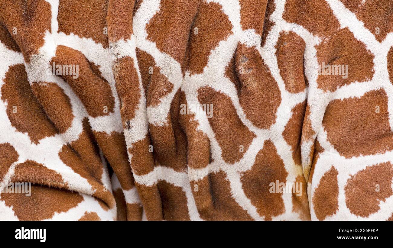 Nahaufnahme Hintergrundstruktur von faltiger Giraffenhaut mit Flecken Stockfoto
