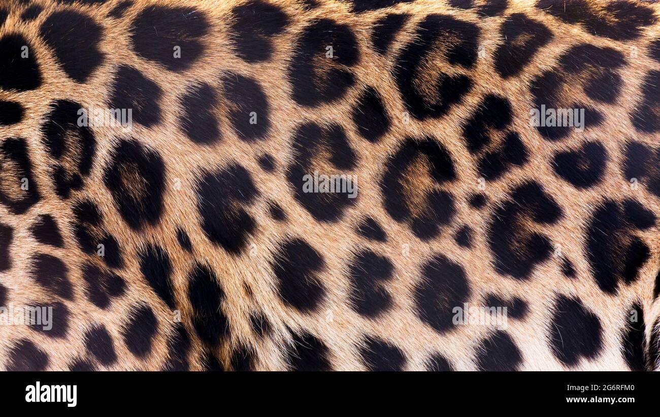 Nahaufnahme Hintergrundstruktur von Leopardenpelzflecken Stockfoto