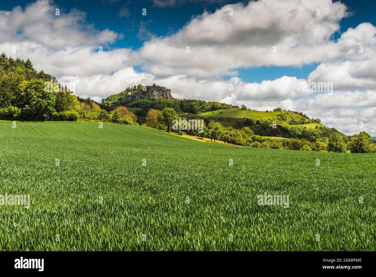 Blick über ein Maisfeld auf den Hegauberg und die Burgruine Hohentwiel, Landkreis Konstanz, Baden-Württemberg, Deutschland Stockfoto