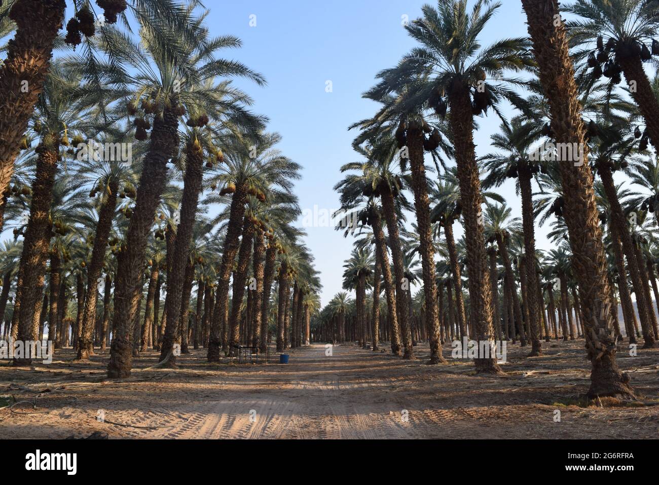 Termine Feldlandschaft in Kibutz Ketura, Süd-Israel Stockfoto