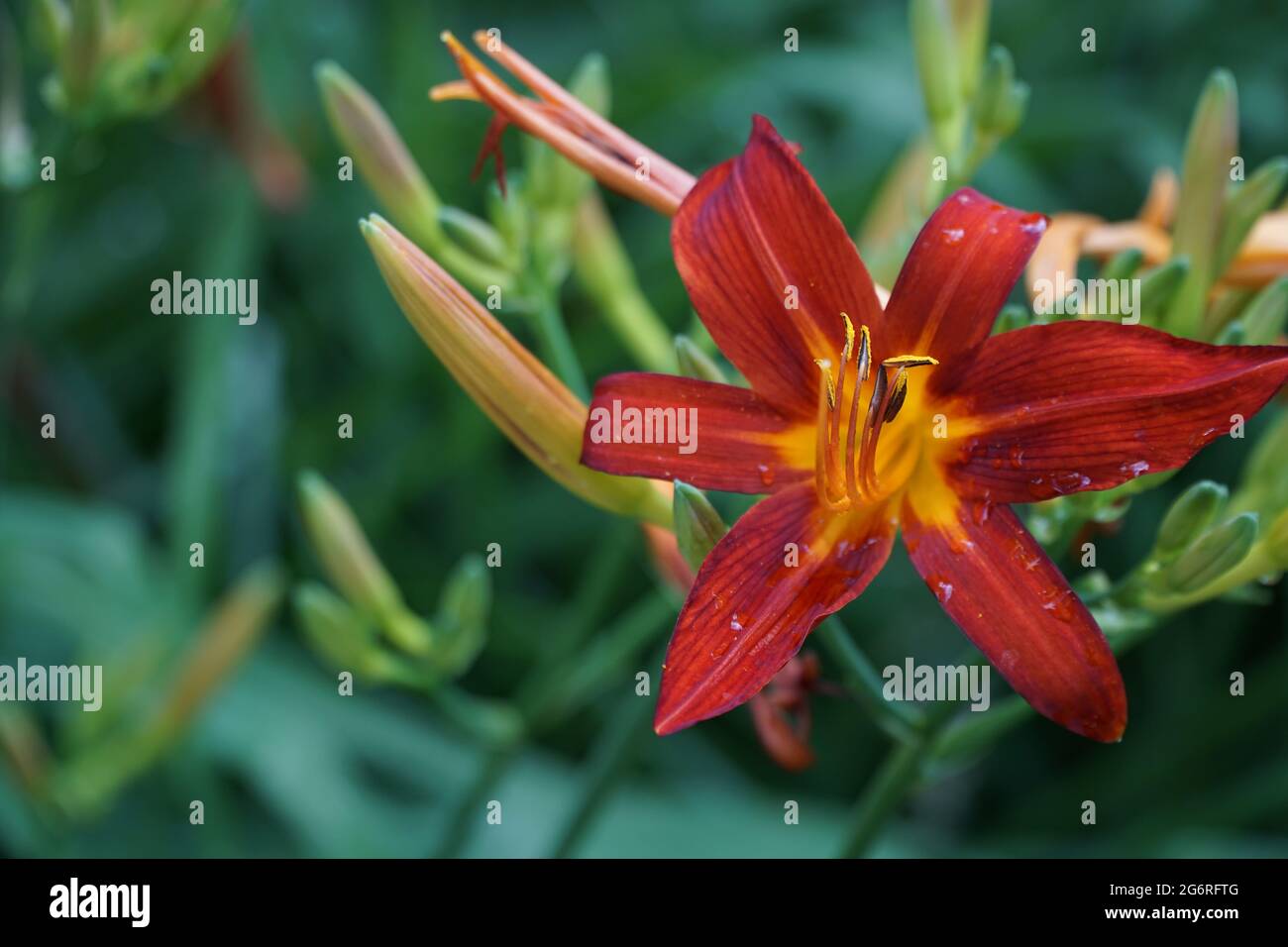 Farbenfrohe, scharlachrote, karmesinrote lillie-Blüten sind im natürlichen Garten auf grünem Laubhintergrund in voller Blüte. Wassertropfen auf die Blütenblätter. Auswahl Stockfoto