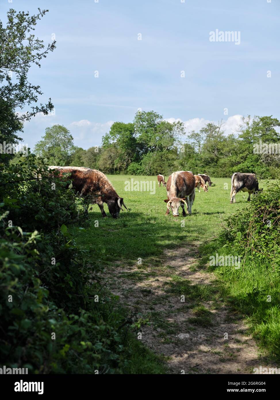 Englisch Longhorn-Viehzucht war früher in der Lage, die wilde Landschaft des Knepp Estate in West Sussex England UK 2021 mit geringer Intensität auf natürliche Weise zu bewältigen Stockfoto