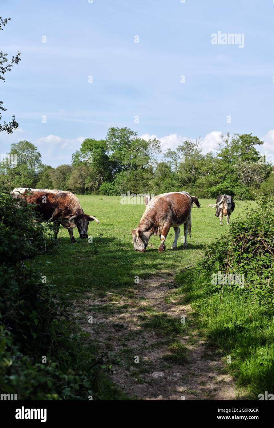 Englisch Longhorn-Viehzucht war früher in der Lage, die wilde Landschaft des Knepp Estate in West Sussex England UK 2021 mit geringer Intensität auf natürliche Weise zu bewältigen Stockfoto