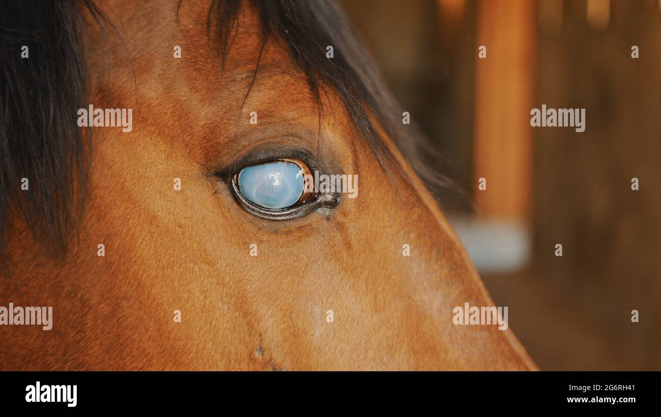 Nahaufnahme eines dunkelbraunen blinden Pferdes mit einer schwarzen Mähne. Dark Bay Horse. Verletztes blindes Pferd im Stall. Reitwettbewerbe. Stockfoto