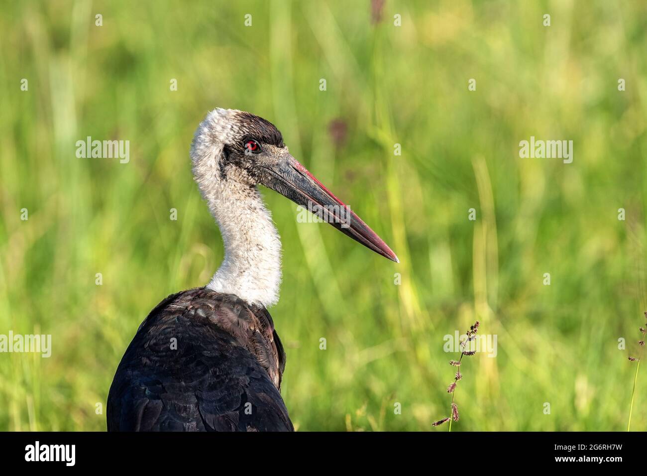 Nahaufnahme eines Wollhalsstorchs, Ciconia episopus, eines großen Feuchtgebietsvogels mit blutrotem Auge, vor einem grünen Laubhintergrund mit Platz für Text. Stockfoto