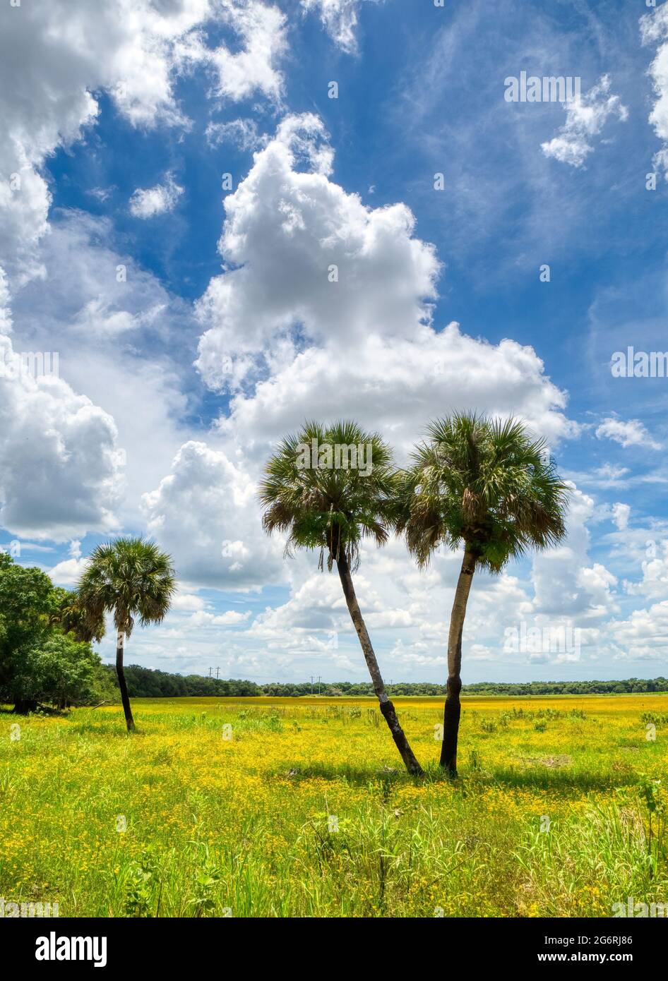 Sommertag mit blauem Himmel und weißen Wolken im Myakka River State Park in der US-amerikanischen Stadt Orlando, Florida Stockfoto