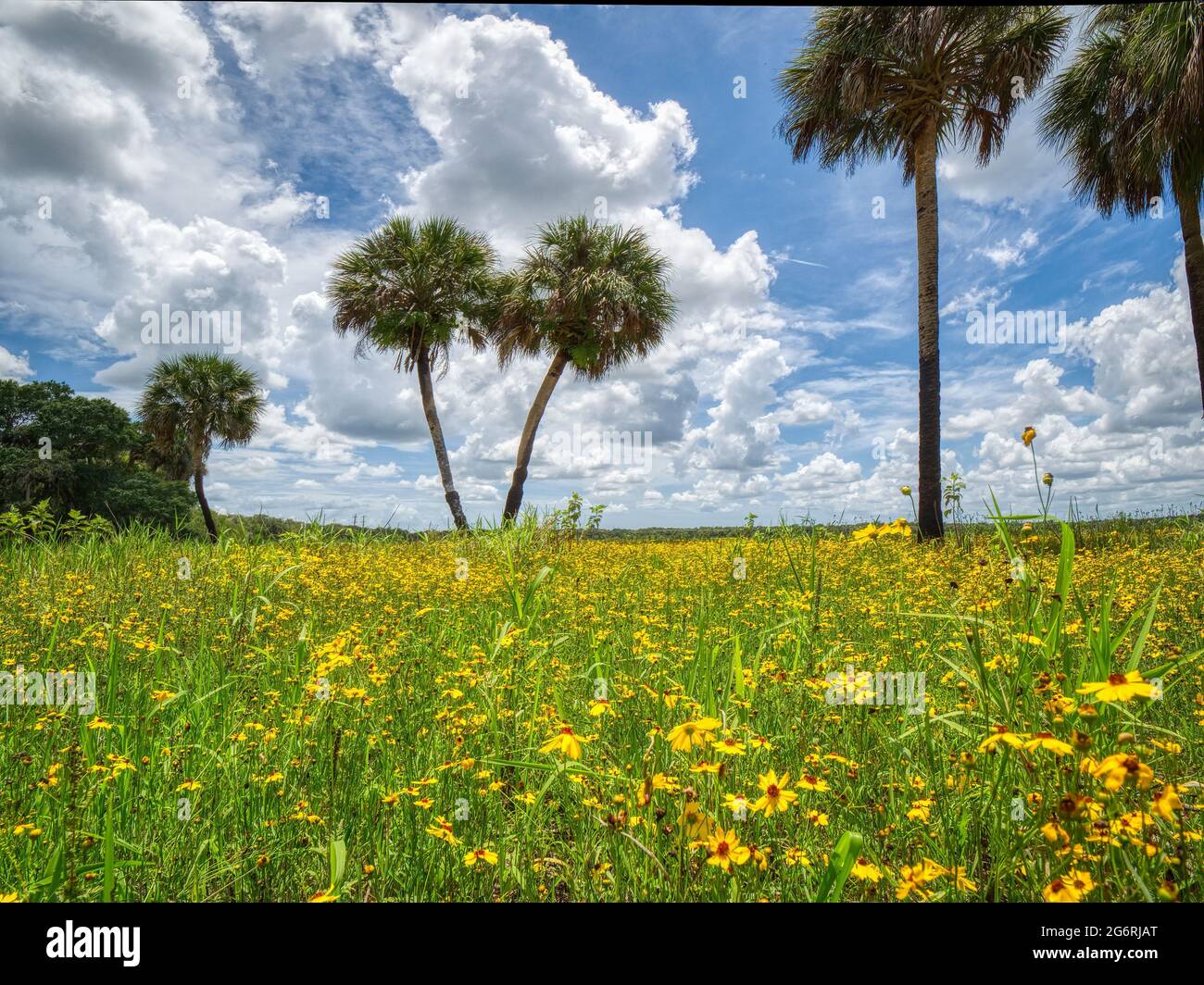 Sommertag mit blauem Himmel und weißen Wolken im Myakka River State Park in der US-amerikanischen Stadt Orlando, Florida Stockfoto