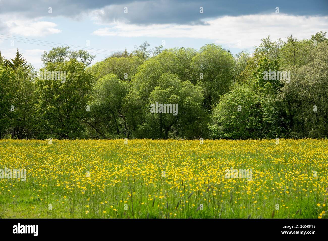 Schöne Szene einer Wiese voller leuchtend gelber Butterblumen Stockfoto