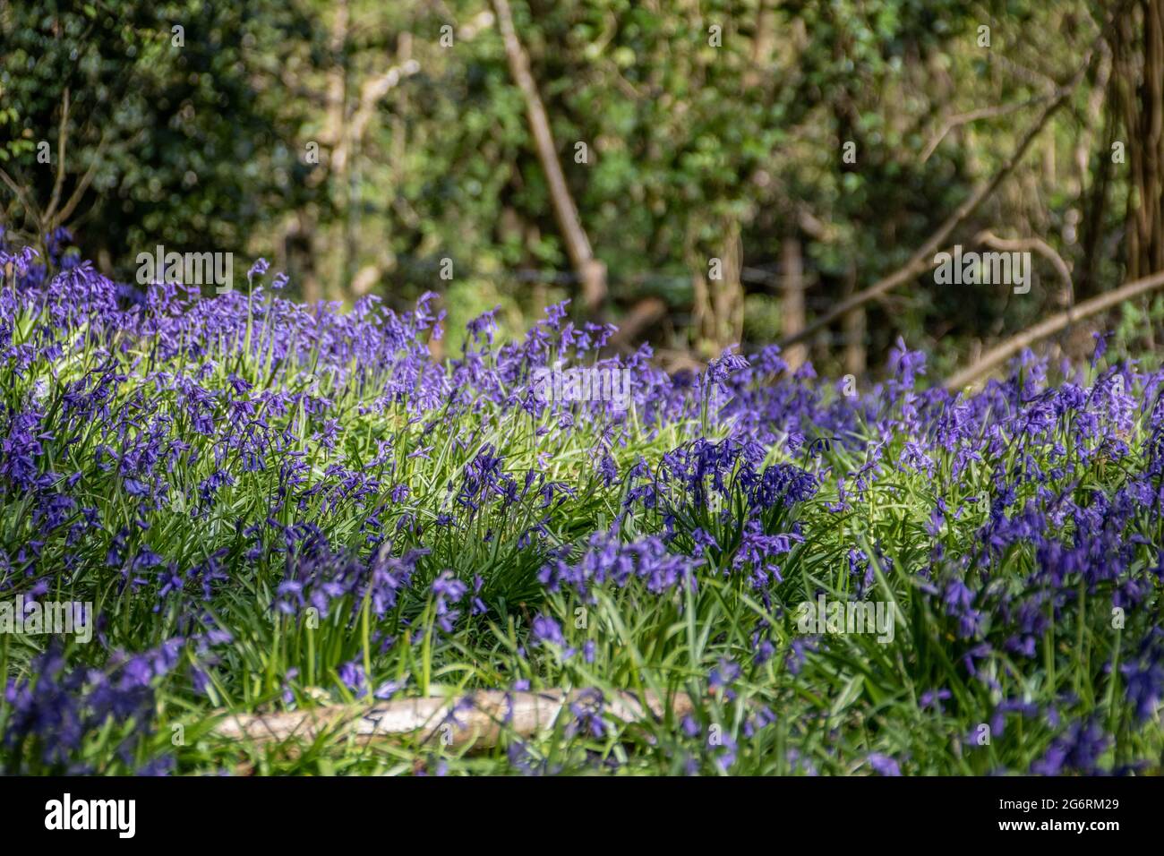 Strahlend blaue Bluebells in der Frühlingssonne Stockfoto