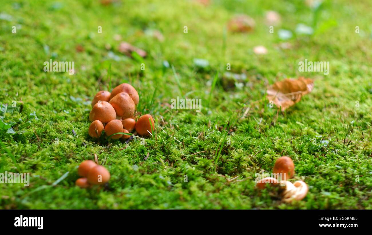Eine Gruppe kleiner Pilze auf dem Rasen. Sommersonntag. Stockfoto