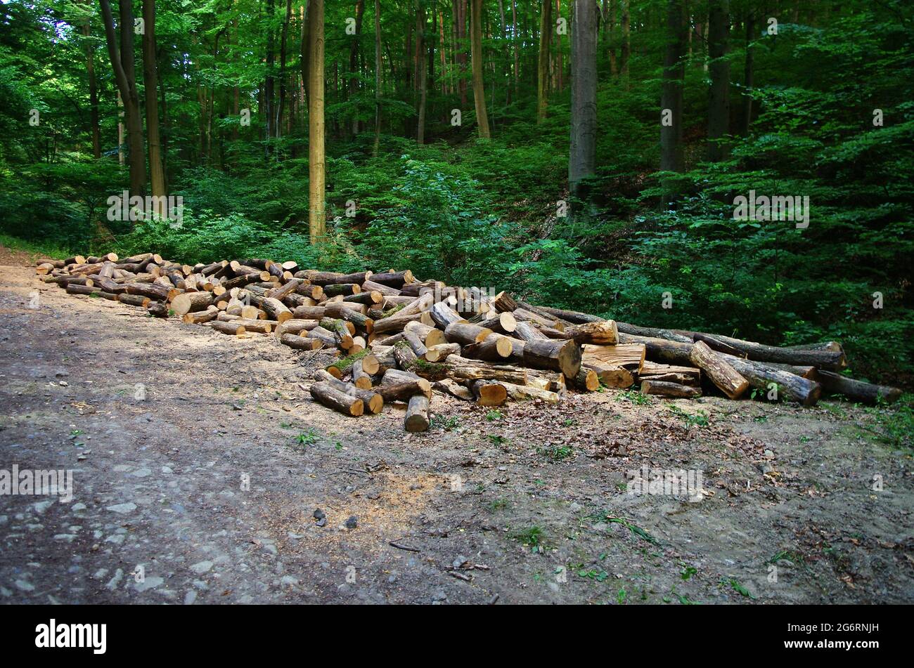 Baumstämme Haufen, die Holzfällerholzindustrie, Holzstämme Holzernte im Wald.Umweltschäden, Entwaldung, Holzindustrie. Stockfoto