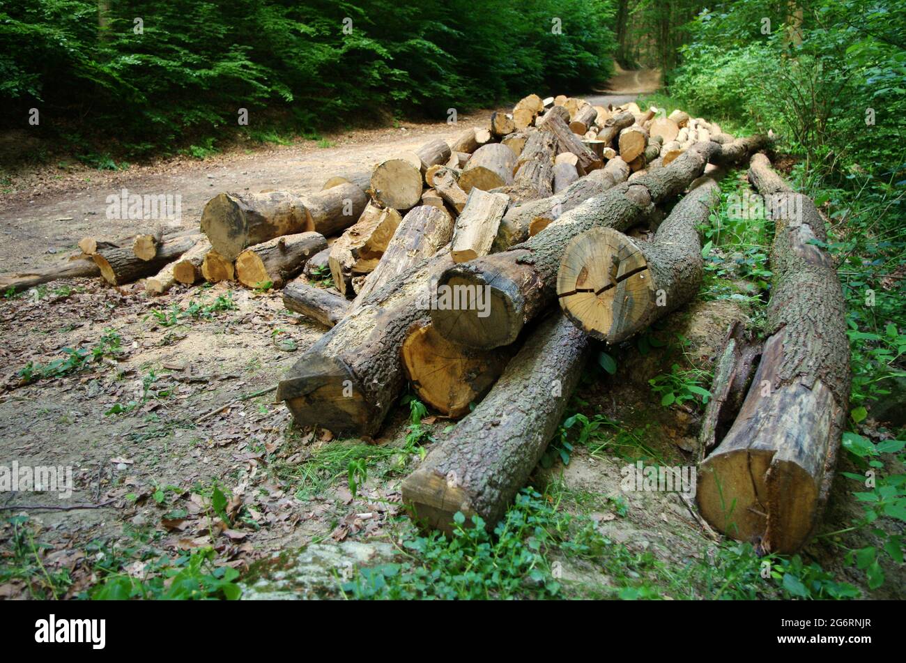 Baumstämme Haufen, die Holzfällerholzindustrie, Holzstämme Holzernte im Wald.Umweltschäden, Entwaldung, Holzindustrie. Stockfoto