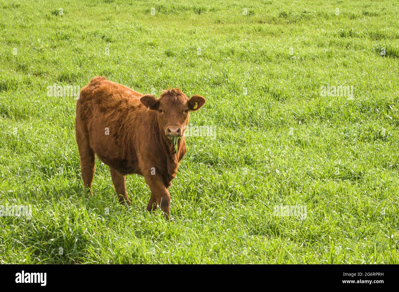 Schöne rote angus Kälber weiden nahrhafte Weide Stockfoto