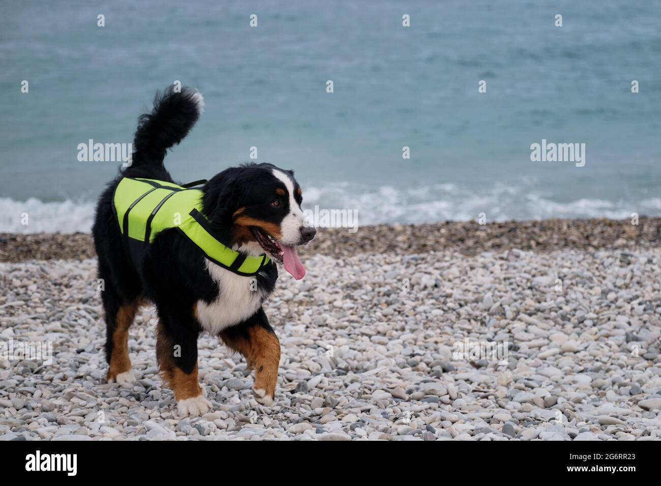 Berner Berghund in leuchtend grüner Schwimmweste auf See. Rettungshund läuft am Strand entlang und überwacht sorgfältig Ordnung und Sicherheit. Stockfoto