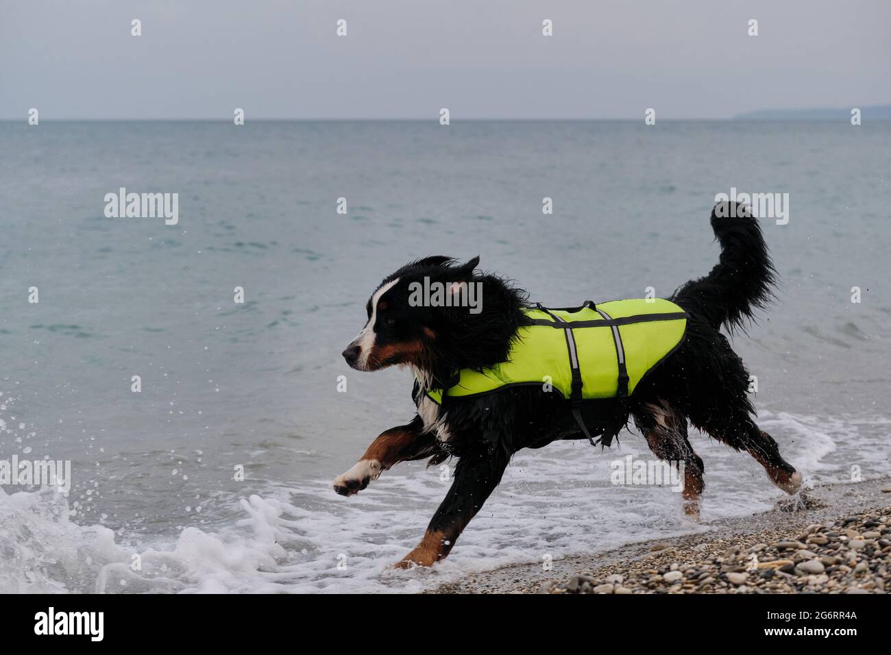 Rettungshund läuft schnell am Strand entlang, um den Opfern erste Hilfe zu leisten. Berner Berghund in leuchtend grüner Schwimmweste auf See. Stockfoto