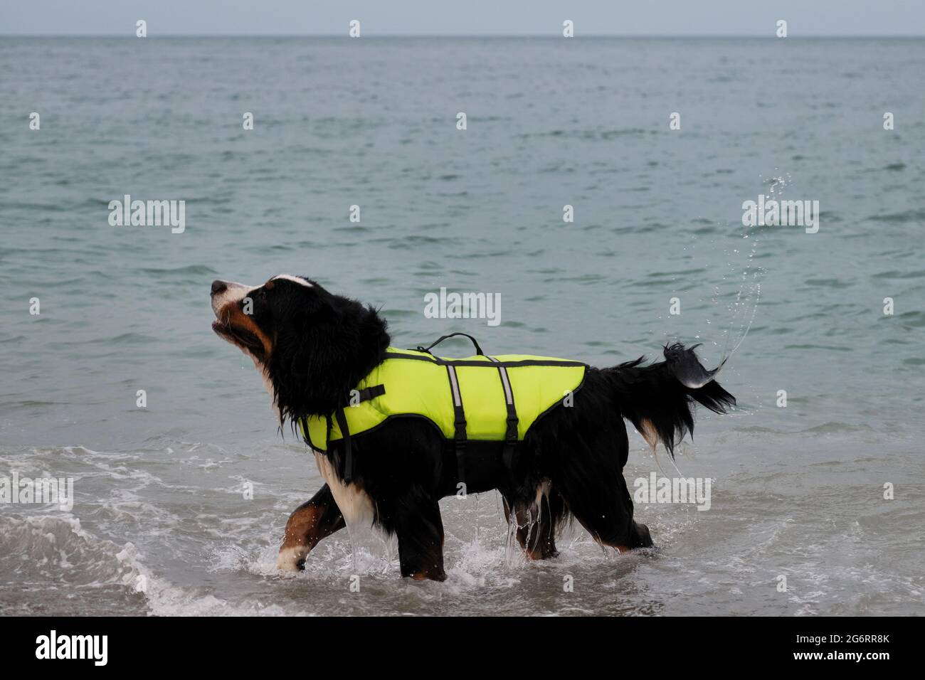 Rettungshund steht im Wasser und schüttelt ab, dass Spray in verschiedene Richtungen fliegt. Berner Berghund in leuchtend grüner Schwimmweste auf See. Stockfoto