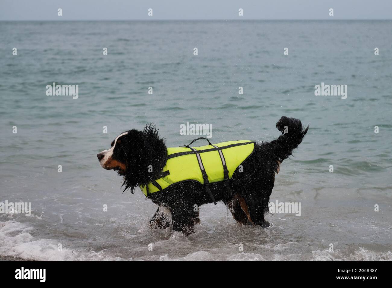 Rettungshund steht im Wasser und schüttelt ab, dass Spray in verschiedene Richtungen fliegt. Berner Berghund in leuchtend grüner Schwimmweste auf See. Stockfoto