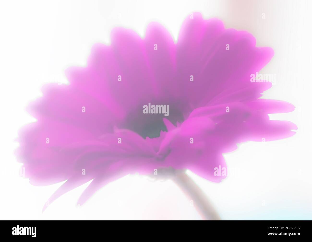 Echt charmante dunkle lilla gerbera in nebliger Dunst auf hellem Hintergrund Stockfoto