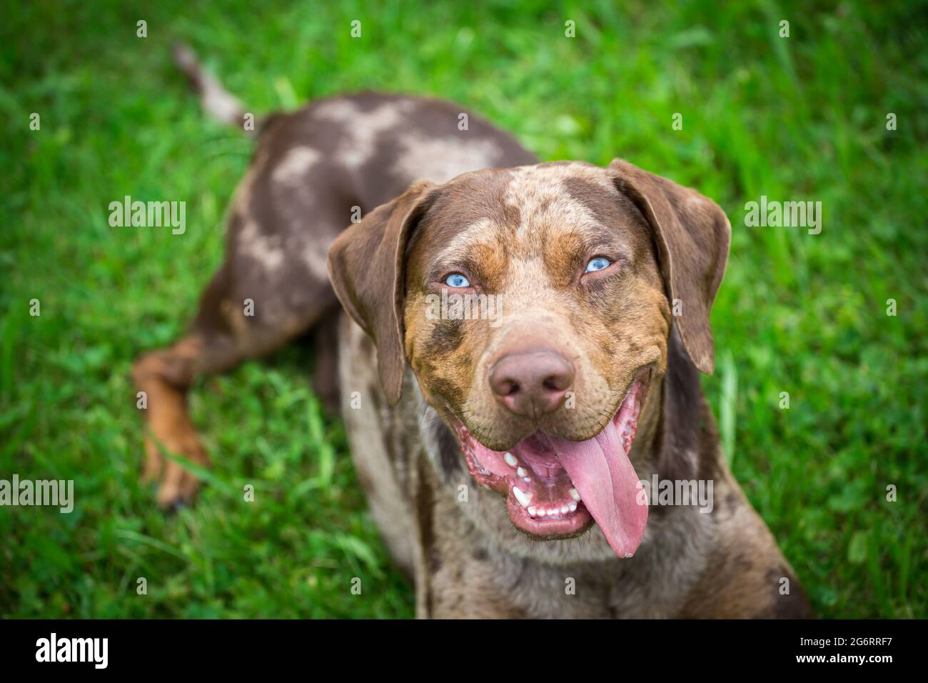 Louisiana Catahoula Leopard Dog Stockfoto