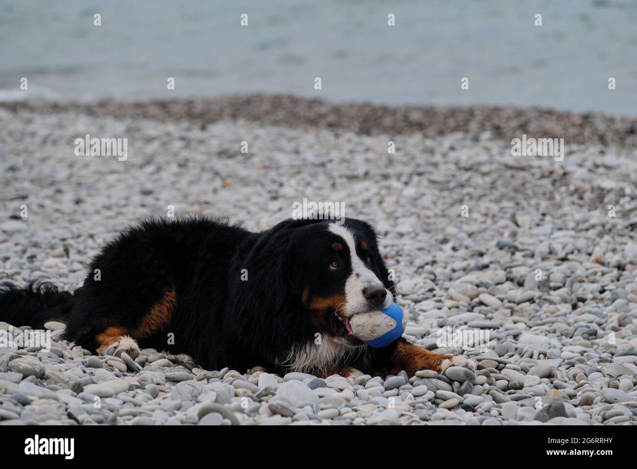 Der Berner Berghund liegt am kiesigen Ufer des blauen Meeres und spielt mit dem Gummi-Rugby-Ball. Wandern und Entspannen mit Hund im Urlaub am Schwarzen Meer. Stockfoto