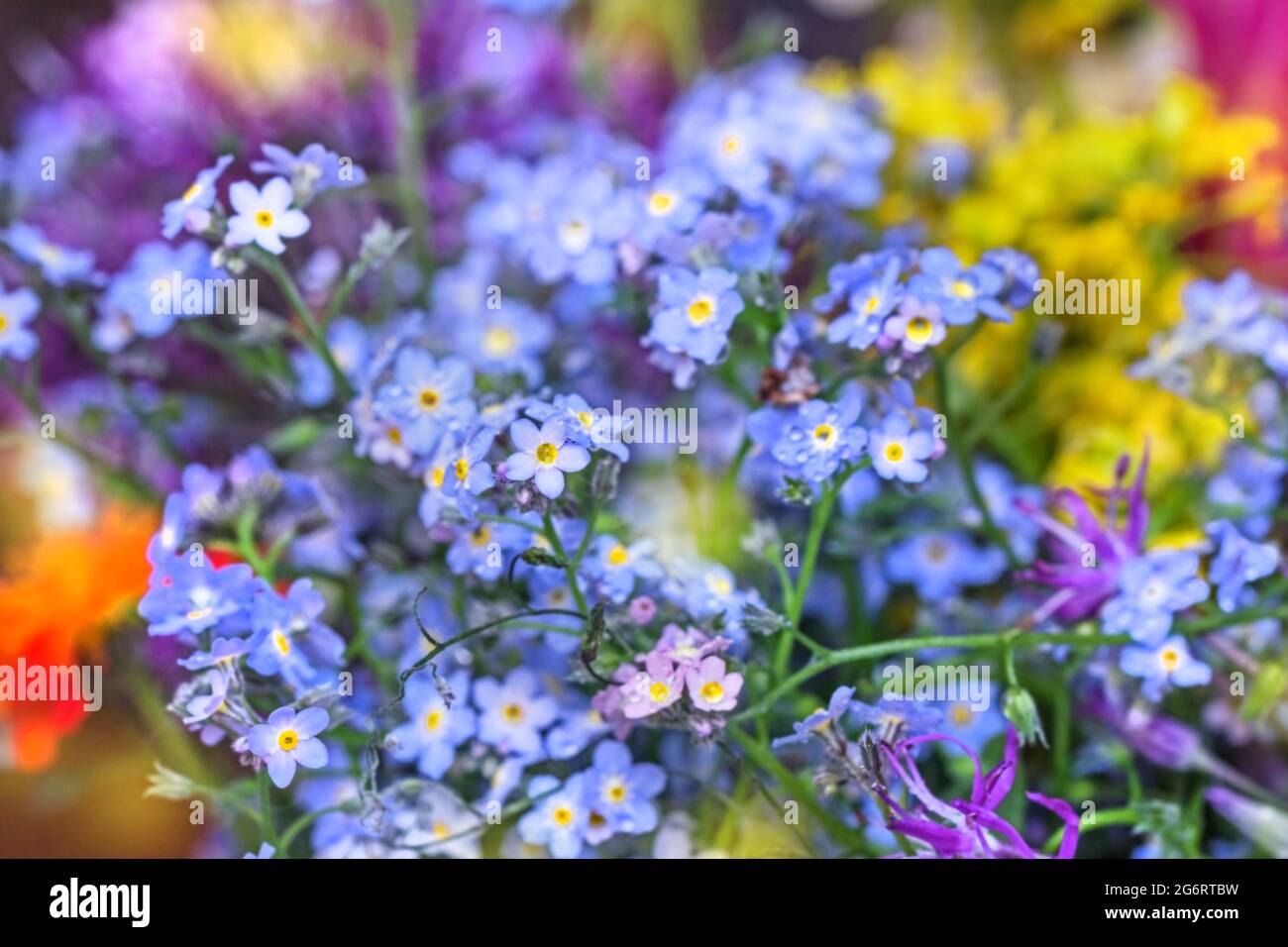 Charmantes, echt zartes Bouquet mit Vergissmeinnicht-Blumen und bunten Momenten Stockfoto