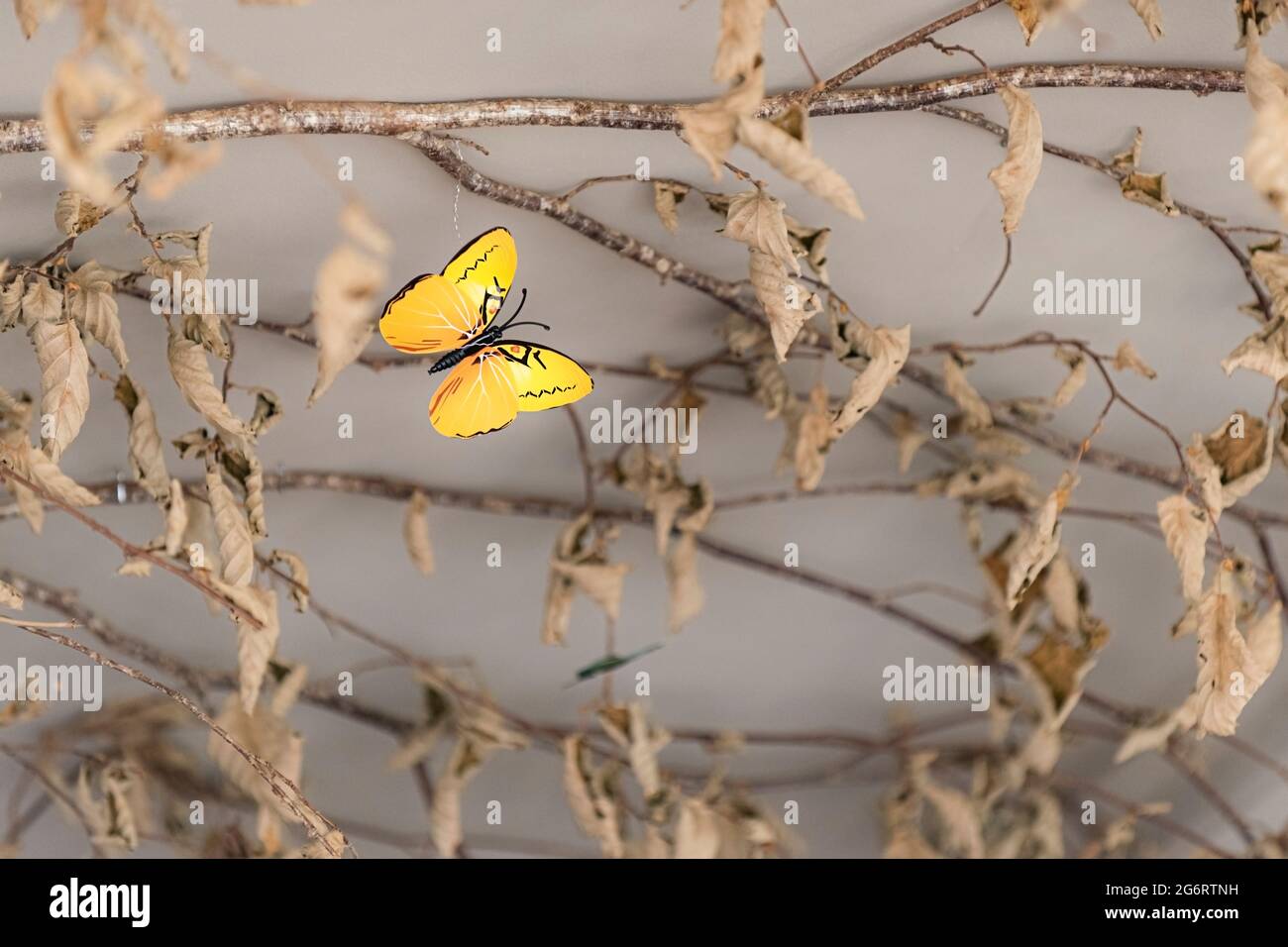 Die ungewhnliche Wanddekoration aus getrockneten Buchenbaum-Fagus  sylvatica-Blttern auf kleinen sten mit einem farbenfrohen blauen  Papierschmetterling Stockfotografie - Alamy