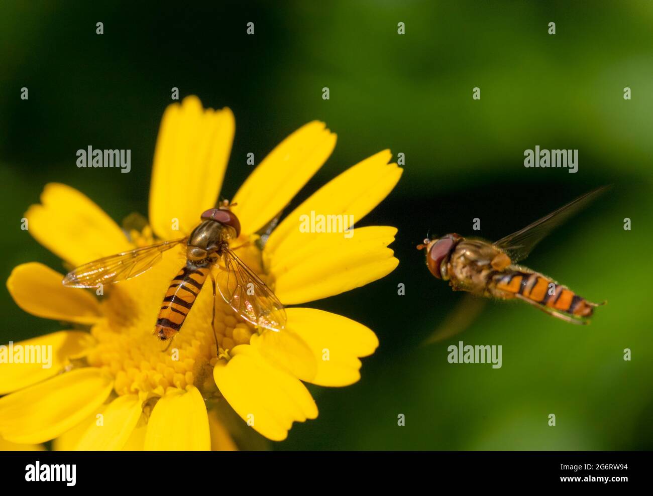 Hover Fly, Spritzenfliegen, bedfordshire UK, Stockfoto
