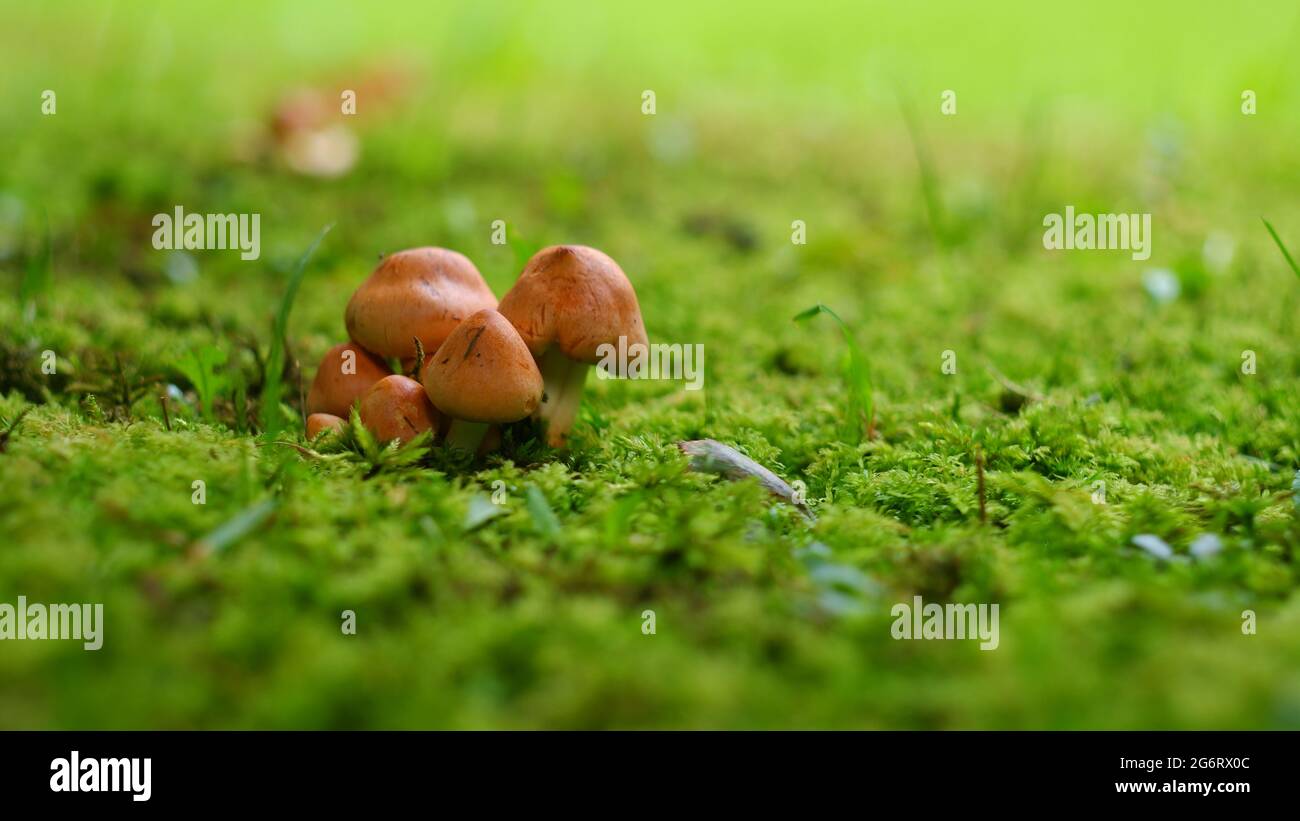 Eine Gruppe kleiner Pilze auf dem Rasen. Sommersonntag. Stockfoto