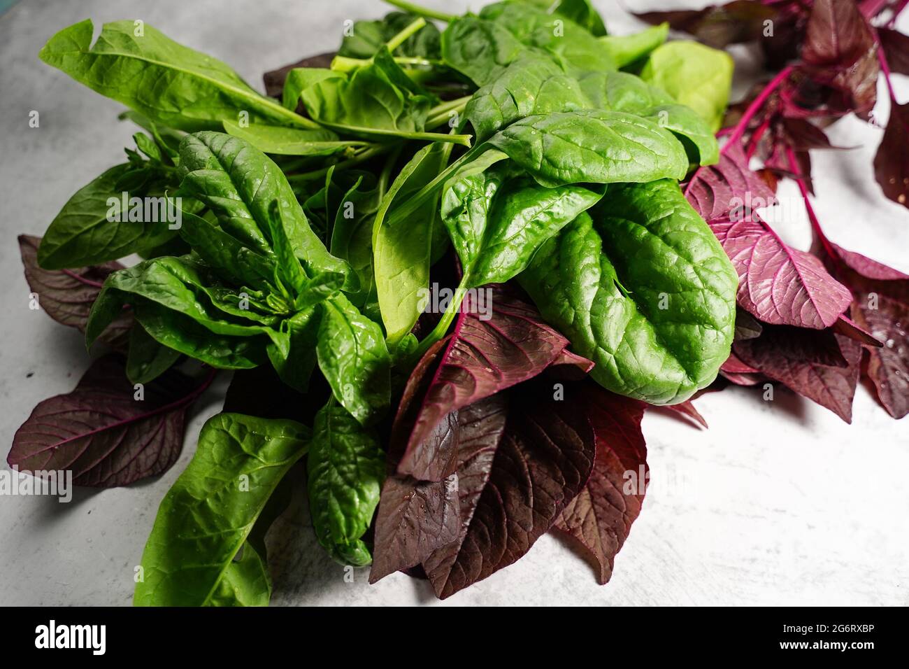Heimische rote Cheera und grüner Spinat aus dem Garten - Sommer Gartenarbeit in den USA, selektiver Fokus Stockfoto